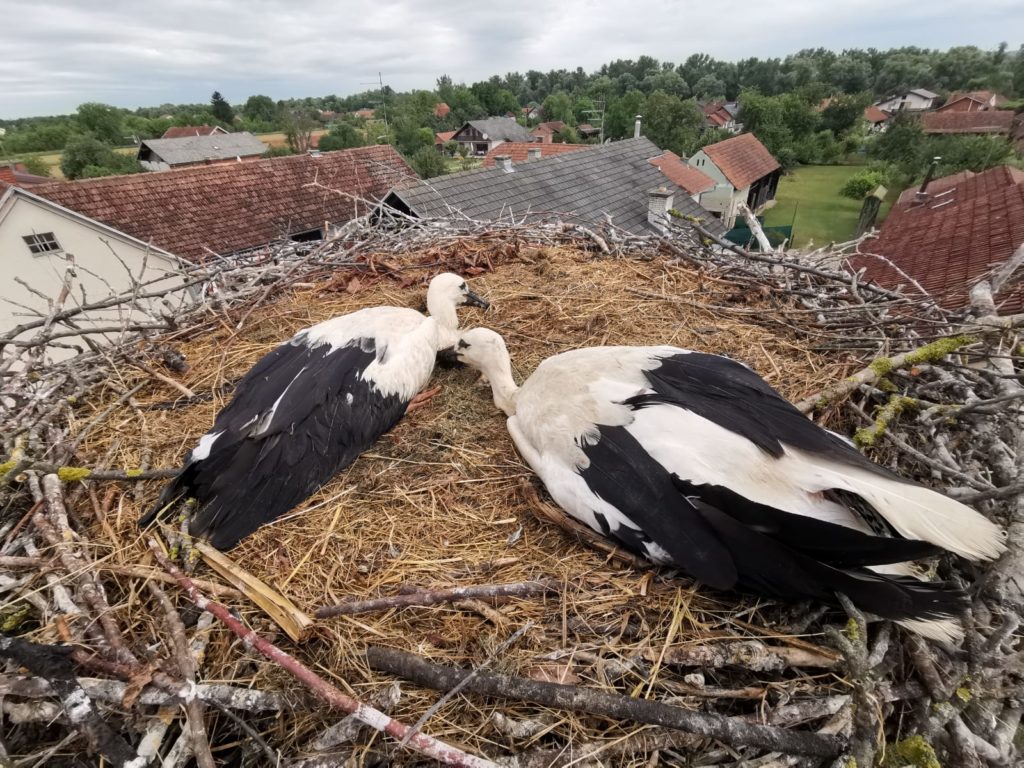 Prstenovanje roda / Foto: Međimurska priroda